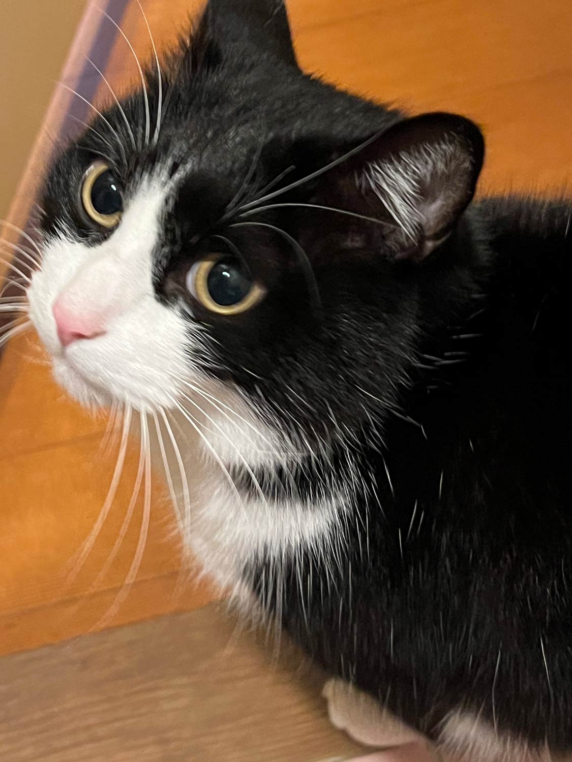 猫のワッチモの画像