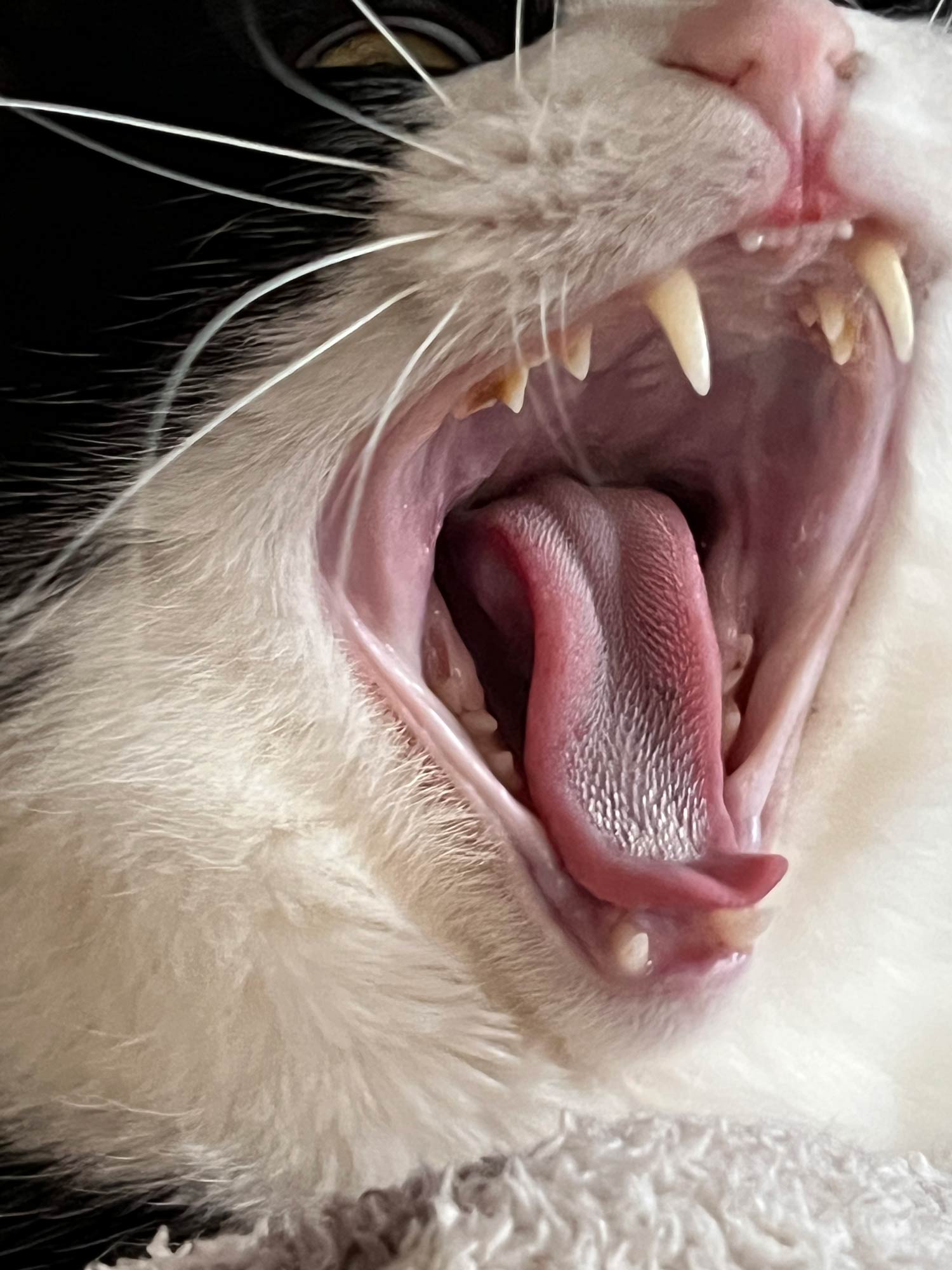 ネコのわっちゃん画像