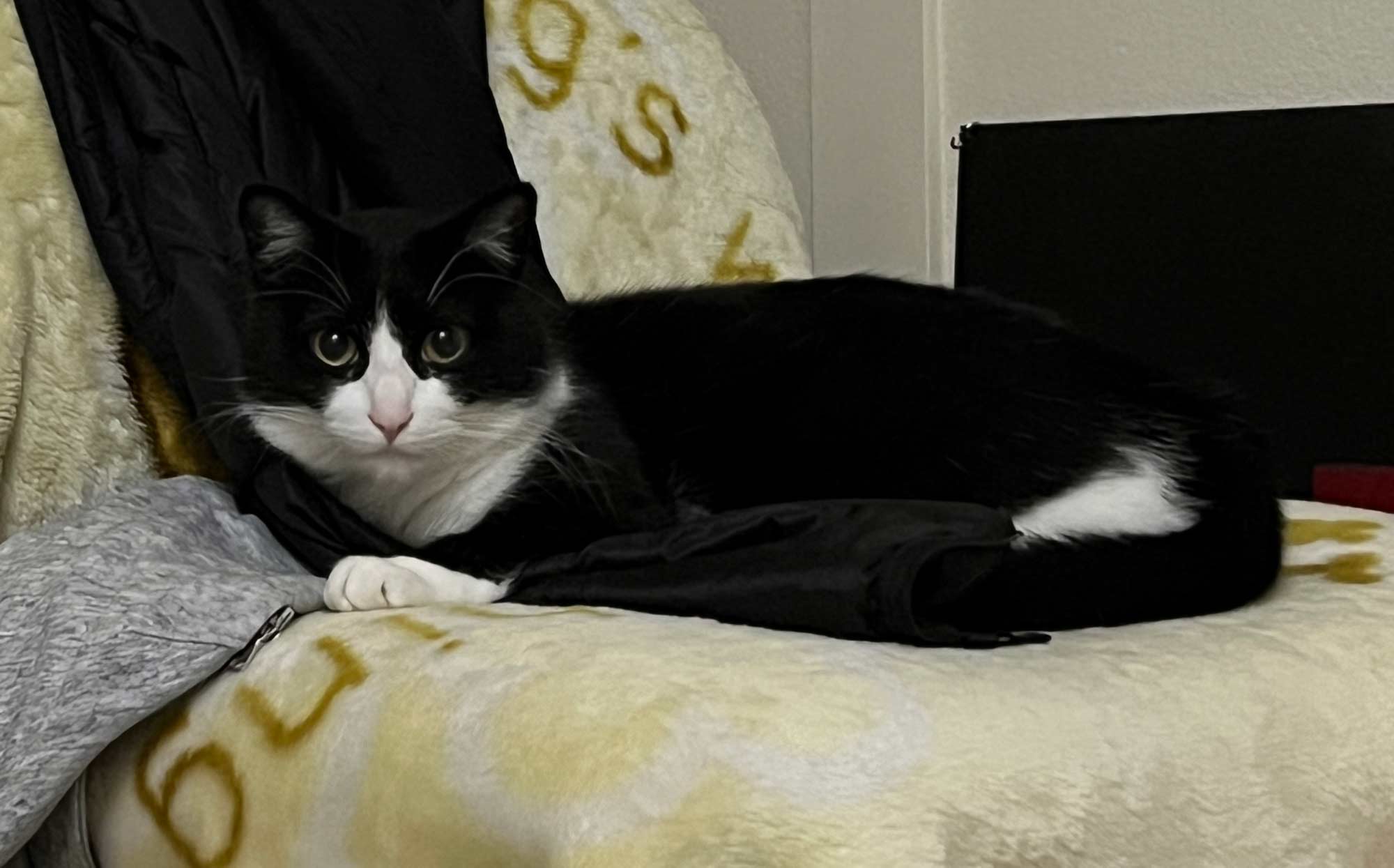 ワッチモ監督官