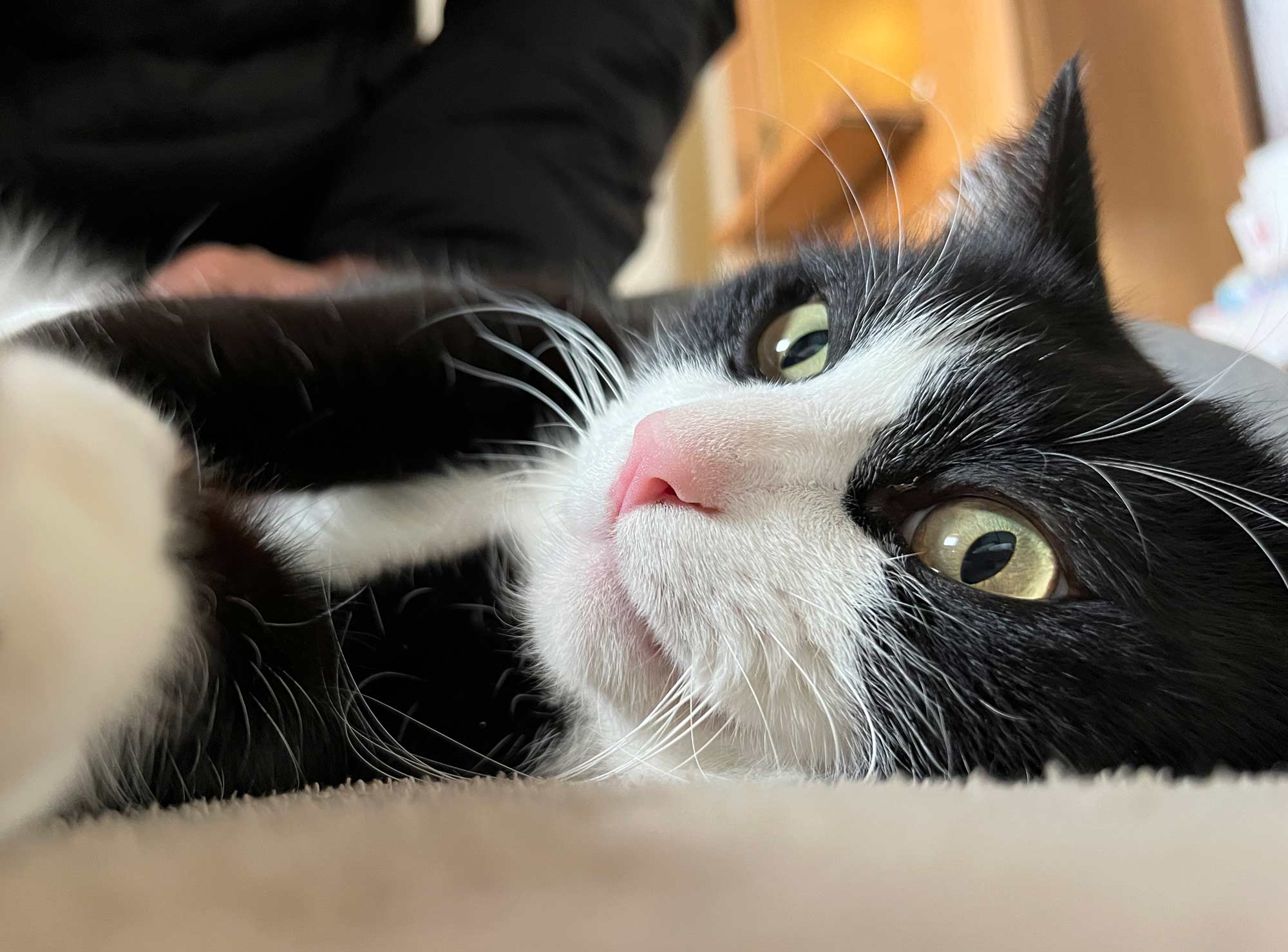 猫のワッチモの画像