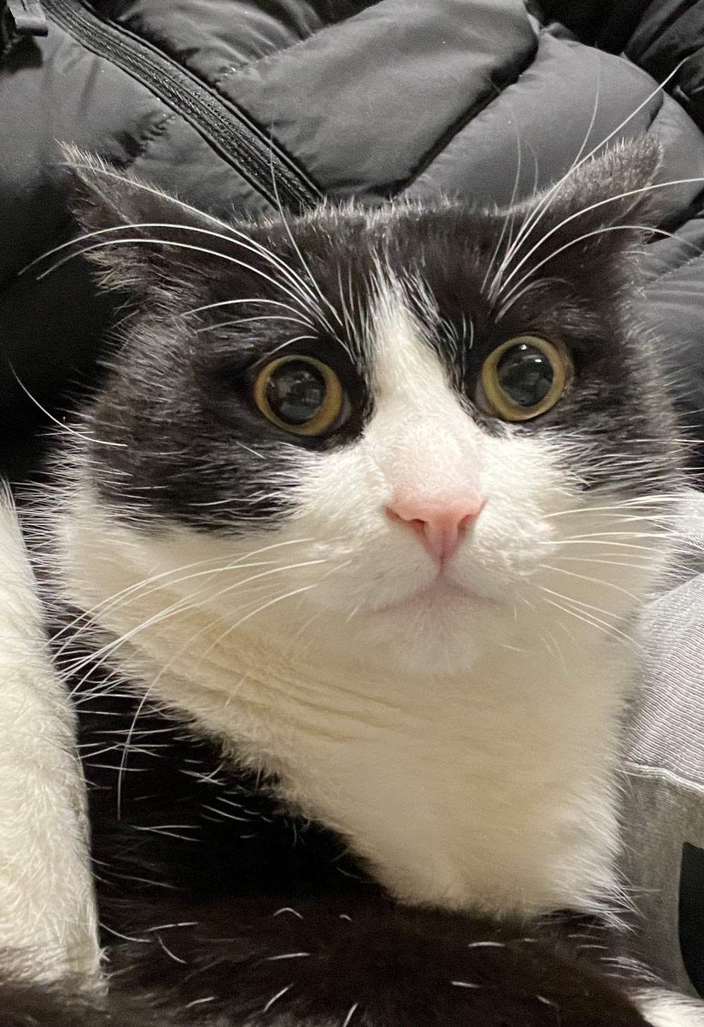 わっちゃんの画像